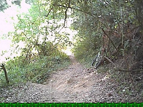 BifFCaFSuny
